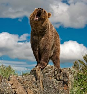 Grizzly-bear-arcgis-1