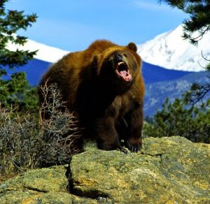 Grizzly-bear-arcgis-3